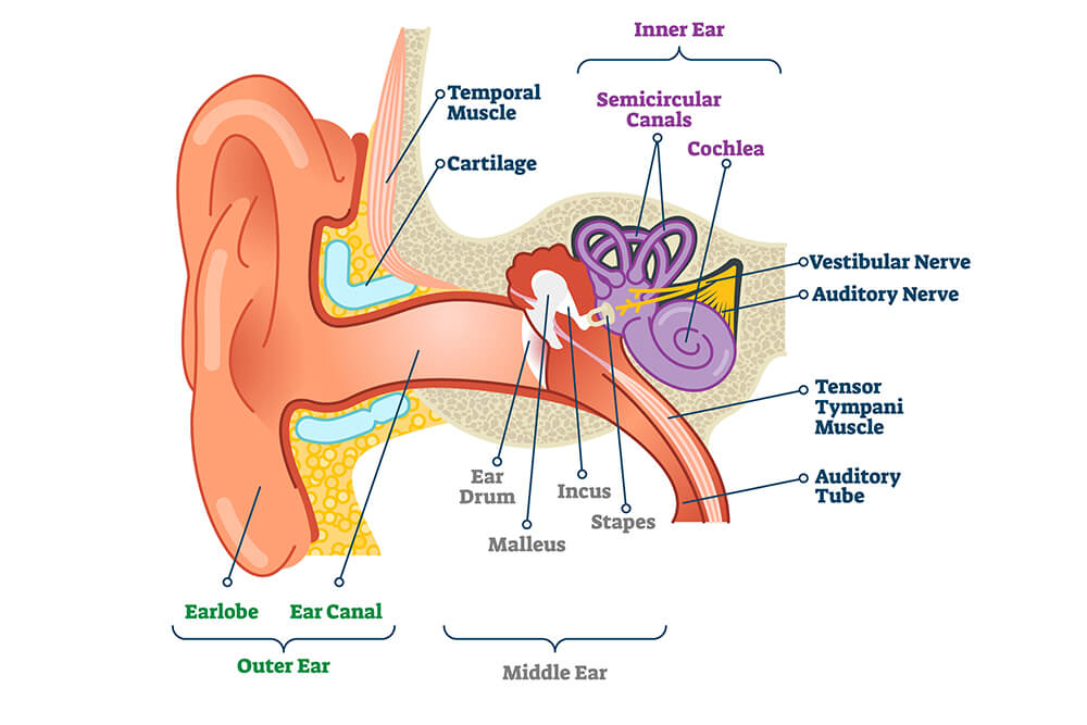 Why Do My Ears Feel Clogged? What To Know – Forbes Health