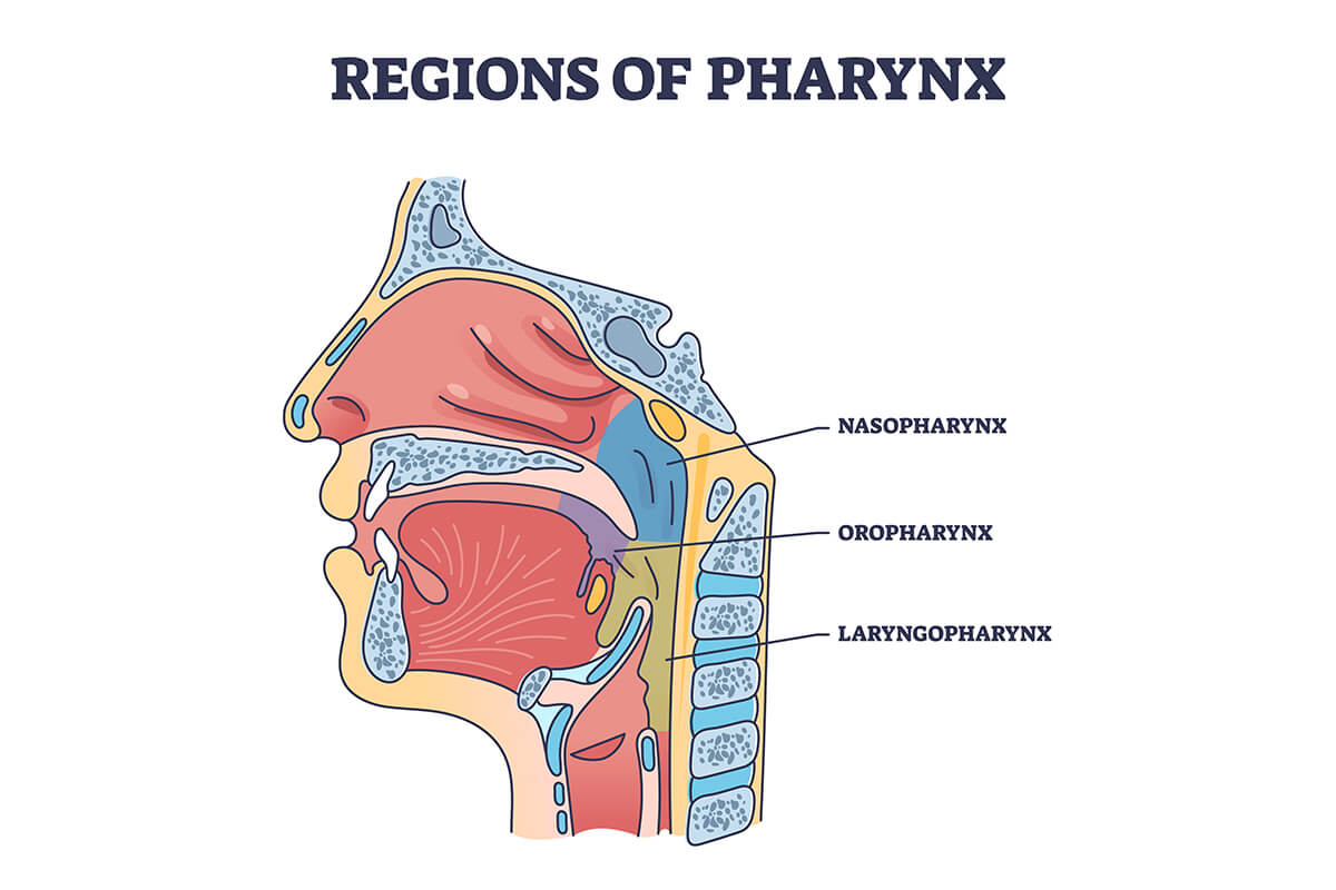 Regions of Pharynx and Throat Diagram